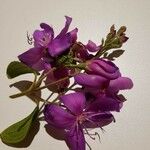 Tibouchina granulosa Kwiat