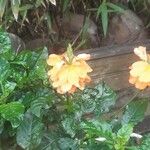 Crossandra infundibuliformis 花