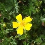 Potentilla brauneana Blomst