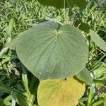 Piper umbellatum Leaf