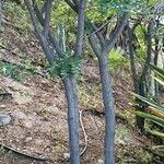 Caesalpinia spinosa Habitat