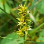 Carex spicata Φρούτο