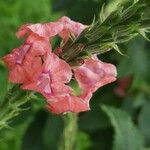 Stachytarpheta mutabilis Flower