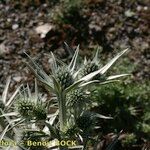 Eryngium glaciale Other