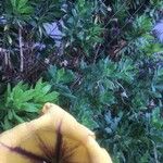 Solandra maxima Flor