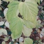 Rhodotypos scandens Leaf