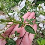 Rubus allegheniensis बार्क (छाल)