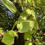 Cercidiphyllum japonicum 葉