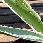 Agave vivipara Fuelha