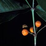 Quiina guianensis 果實