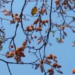 Erythrina poeppigiana Virág