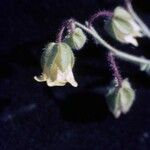 Emmenanthe penduliflora Kwiat