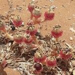 Mesembryanthemum crystallinum Fruit