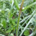 Salvia lyrata Bark