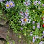 Symphyotrichum oblongifolium 花