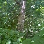 Tilia cordata Bark