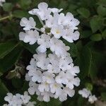 Lantana montevidensisVirág