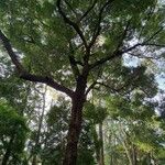 Nectandra megapotamica Hábito