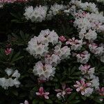 Rhododendron yakushimanum Õis