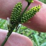 Carex cespitosa Bloem