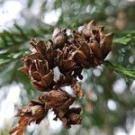 Thuja plicata Fruit