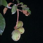 Sterculia pruriens Fruit