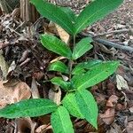 Syzygium aqueum Leaf