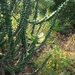 Euphorbia neriifolia Bark