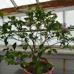 Brunfelsia pauciflora Yeri