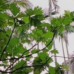 Artocarpus altilis Frunză
