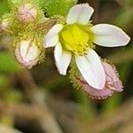 Sedum villosum Floare