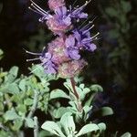 Salvia dorrii Cvet