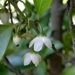 Cleyera japonica Blüte