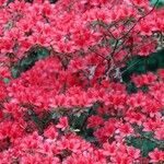 Rhododendron japonicum Vekstform
