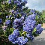 Ceanothus arboreus Blomst