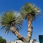 Yucca elata Bark