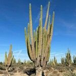 Pachycereus pringlei Habit