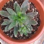 Echeveria affinis叶