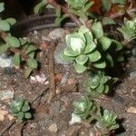 Sedum oaxacanum