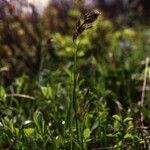 Poa chambersii Habit