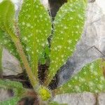 Anchusa aegyptiaca Leaf
