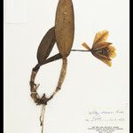 Cattleya wallisii