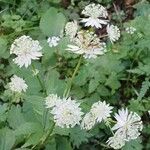 Astrantia major Blomst