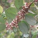 Myrsine africana Fula