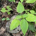 Circaea canadensis Feuille