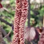 Corylus maxima Flower
