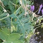 Vicia cracca Leaf