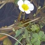 Ranunculus peltatus Habit