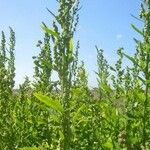 Atriplex hortensis Hábito
