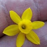Narcissus assoanus Virág
